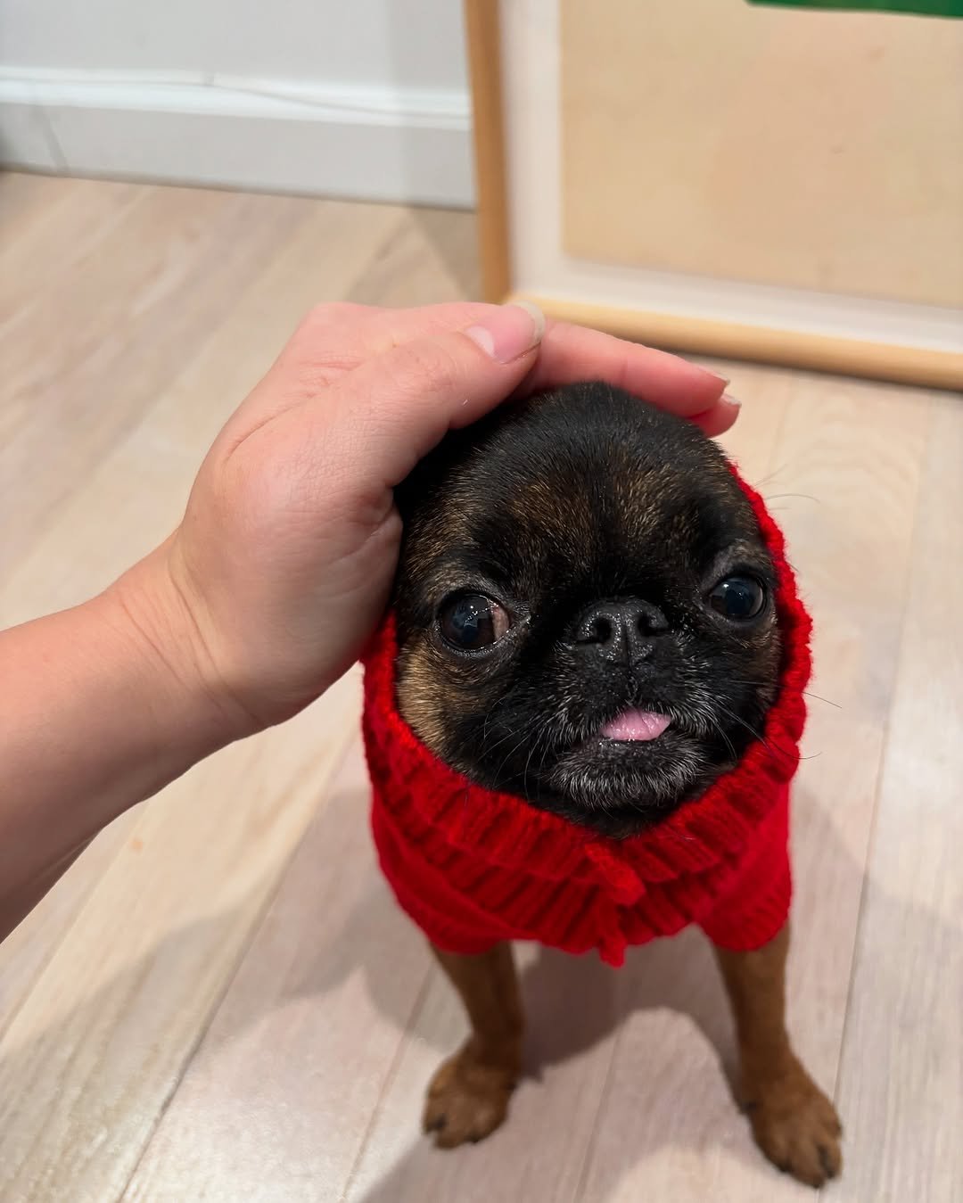 Browse Available Puppies